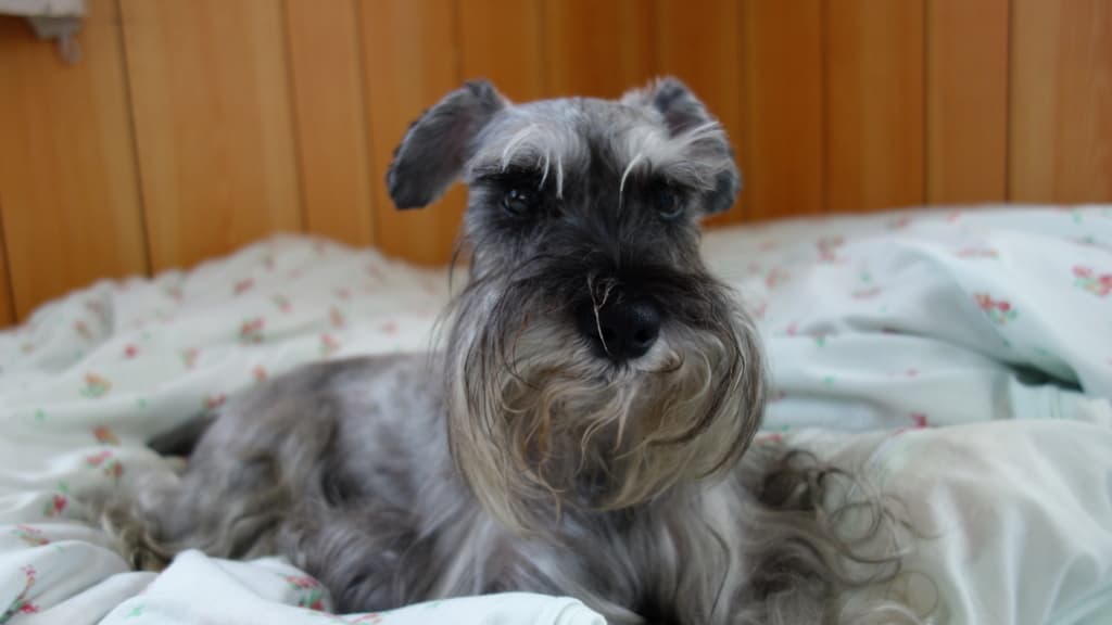 最愛の友が旅立った